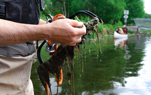 man picking through aquatic plants collected in a lake rake