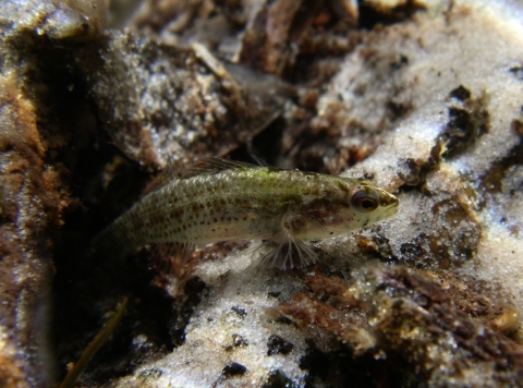 Okaloosa darter
