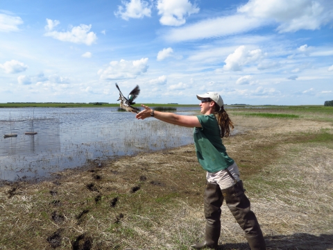 Releasing adult male blue winged teal after banding it