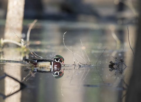 A male wood duck swims through a flooded forest and is reflected in the water