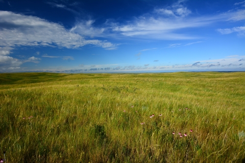 a vast field of healthy grassland under a blue sky. Wildflowers are visible in the foreground