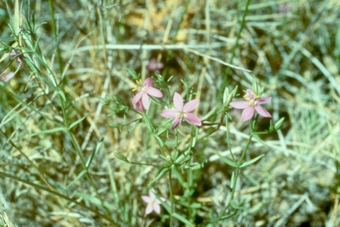 Photo of lavender flowers with green vegetation