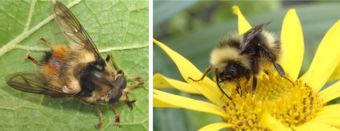 two side by side bugs that look like bees. 