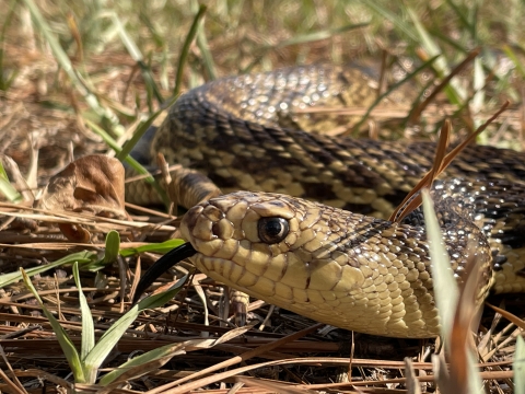 Mr. Snake, a Louisiana pinesnake that helps the U.S. Forest Service with education and outreach, laying in pine straw July 11, 2022. 