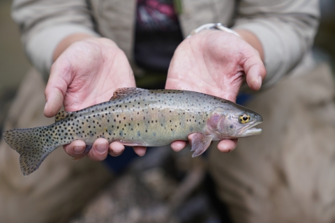 A fish in hand with dark circular spots along it's side