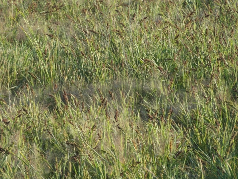 Vegetation Diversity