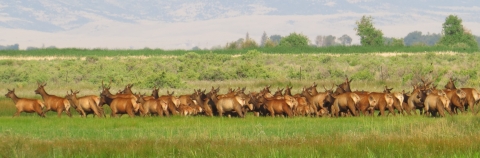 Herd of Elk