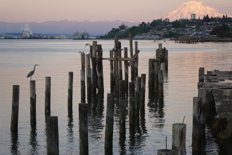 Blue heron on pilings in front of a city and distant snow-covered mountain