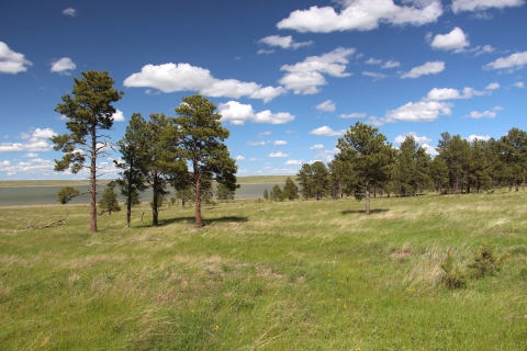 A green grassland savanna with Ponderosa pines, a distant lake, under blue skies with puffy white clouds is shown.