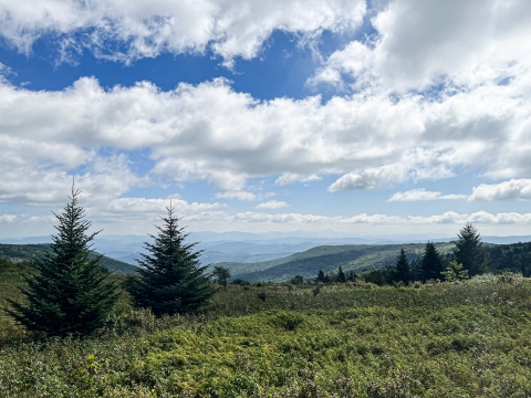 Rolling mountains with conifer trees and a partly cloudy sky