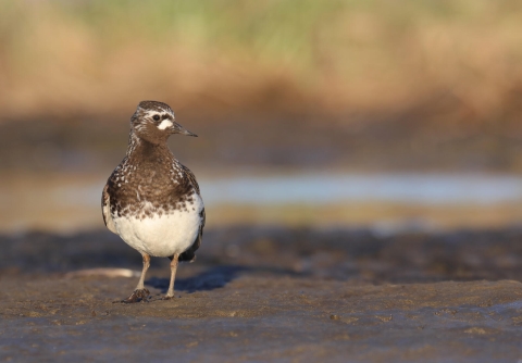 A medium bird with a lower white body and brown upper body with white speckled feathers.
