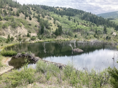 Image of a beaver dam in a small lake surrounded by hills and trees