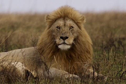 A male lion lying in grass