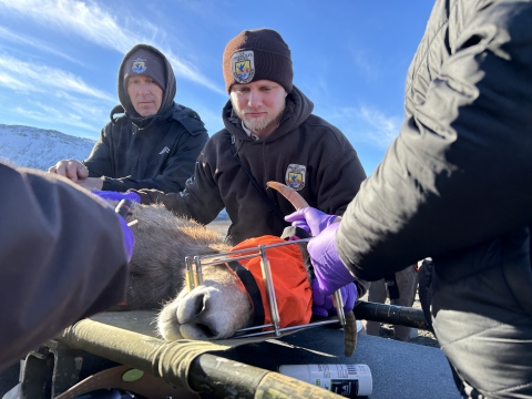 Two USFWS people look over bighorn sheep. The ewe's head is laying down with a square device in her mouth as she rests.