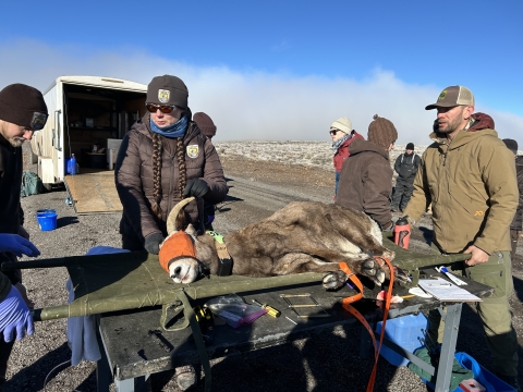 Three person team carries bighorn sheep with stretcher.