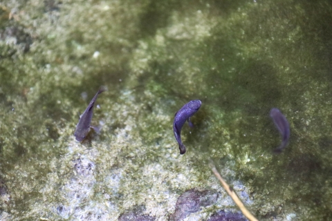 Three small blue fish in a natural pool with a greenish bottom