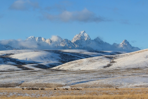 A herd of elk in a snowy field and craggy mountains in the backdrop.