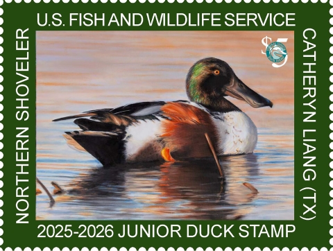 2025-2026&nbsp;Junior Duck Stamp featuring a northern shoveler floating on water.
