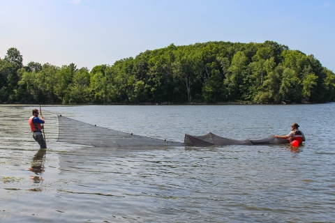 Two fish biologists are in the water setting up a big fyke net that is about 10 feet long.