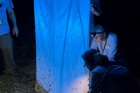 Nighttime Insect Survey