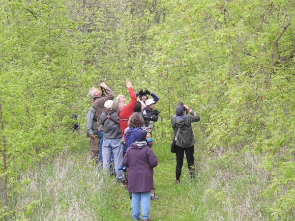 People bird watching in spring deciduous forest 