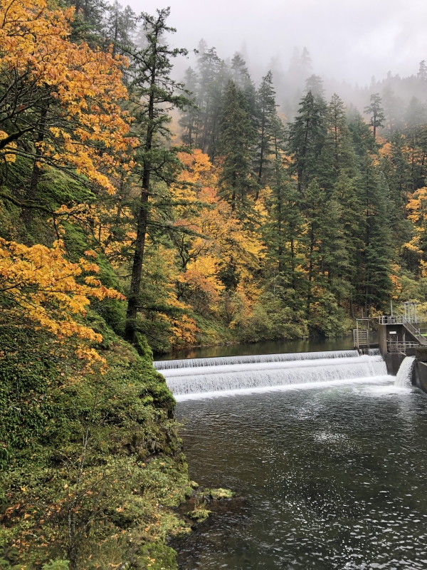 Orange fall color and evergreens surround a manmade dam on a foggy day