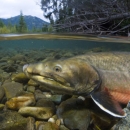 Bull trout underwater