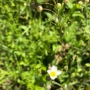 White bladderpod in fruit and flower. 