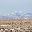 Trumpeter swans fly across a wintery sagebrush steppe dotted with snow at Seedskadee National Wildlife Refuge.