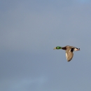 Mallard duck in flight