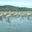 Tundra swans wading in water that is approximately 4 inches deep. Mountains can be seen in the background. 