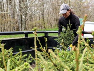 Biologist pulling a red spruce tree from a trailer
