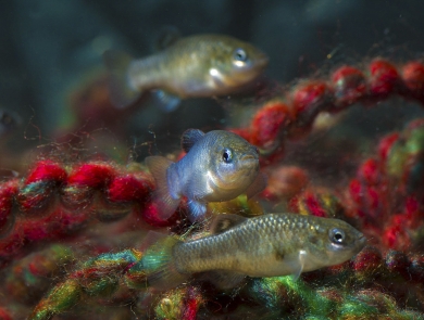 small fish in a tank