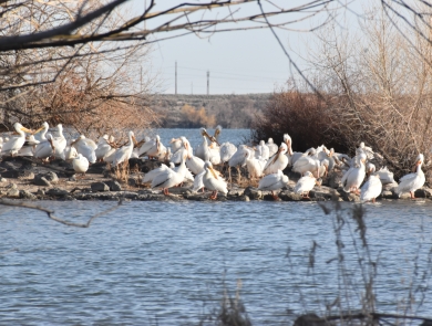 Dozens of American White pelicans sitting on nesting islands in the middle of a lake.