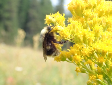Western bumble bee on goldenrod in the Wallowa Mountains In Oregon