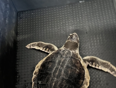 A sea turtle with a dark brown shell and flippers with light margins lays in a rubberized box during transport