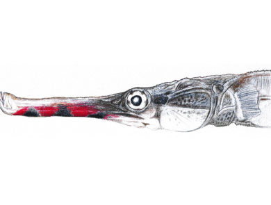 sketch of a fish with a tiny mouth, long snout and seahorse-type face