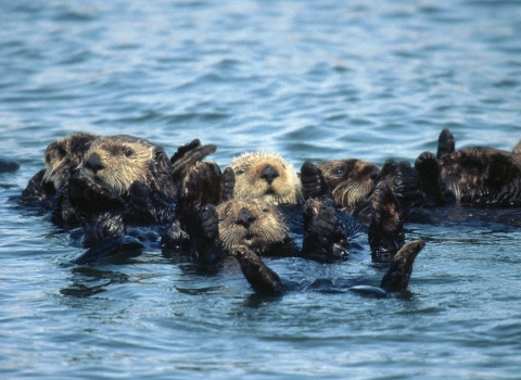 Sea otters floating in a group