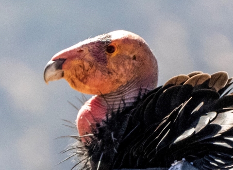 Close up of a California condor. Its pink featherless head contrasts with its black feathers.
