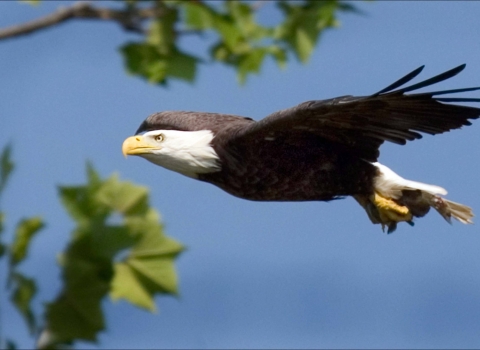  Image of an adult bald eagle.