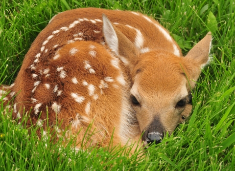 An image of a whit-tailed deer fawn curled up in grass.