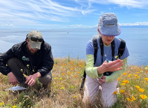 Staff from Washington State survey for Island Marble Butterfly