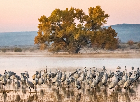 a large flock of sandhill cranes in front of a lone tree in a wetland