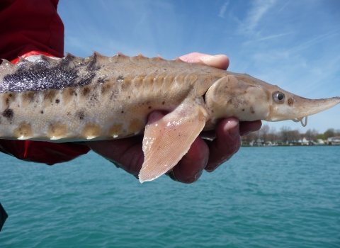 A biologist holds a young lake sturgeon