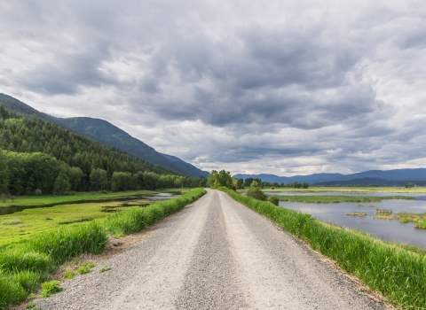 A gravel road leading into a wetland