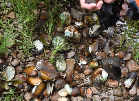 A pile of freshwater mussels on the bank.