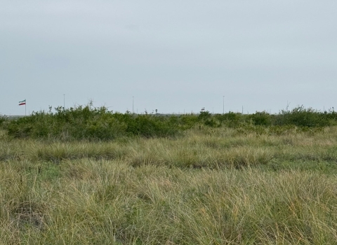 Invasive brush encroaching on native grasslands at Palo Alto Battlefield National Park in south Texas