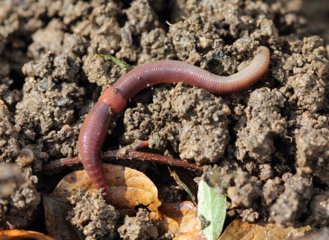 A red earthworm on top of wet soil with some orange/brown and green leaves in the bottom quarter of the soil.