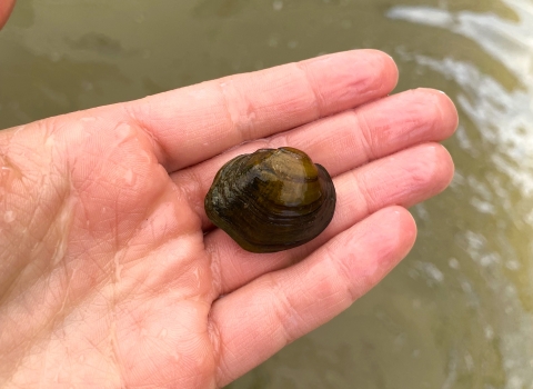 A hand holds a freshwater mussel that is about an inch wide.