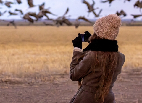 A woman sits on a rock watching sandhill cranes land in a field. 